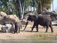 15年間、アフリカの野生動物を撮りつづけるカメラマンの写真展 画像