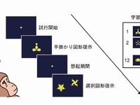 ヒミツは大脳側頭葉…東大院、記憶を思い出す脳の仕組み解明 画像