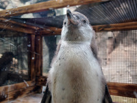「嵐ペンギン」東北サファリパークで誕生 画像