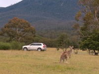 ボルボ、対カンガルー衝突回避システムの開発を豪州で開始…世界初 画像