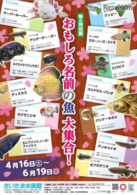 春の特別展「おもしろ名前の魚 大集合！」