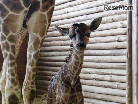 キリンの赤ちゃん　(c) 埼玉県こども動物自然公園