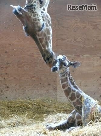 キリンの母親と赤ちゃん　(c) 埼玉県こども動物自然公園