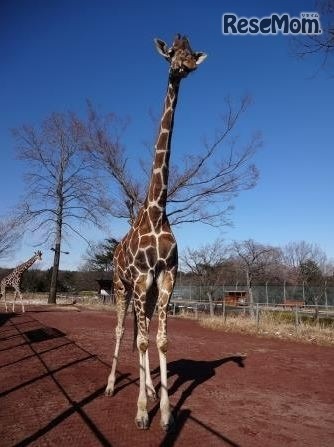 キリンの母親「リン」　(c) 埼玉県こども動物自然公園