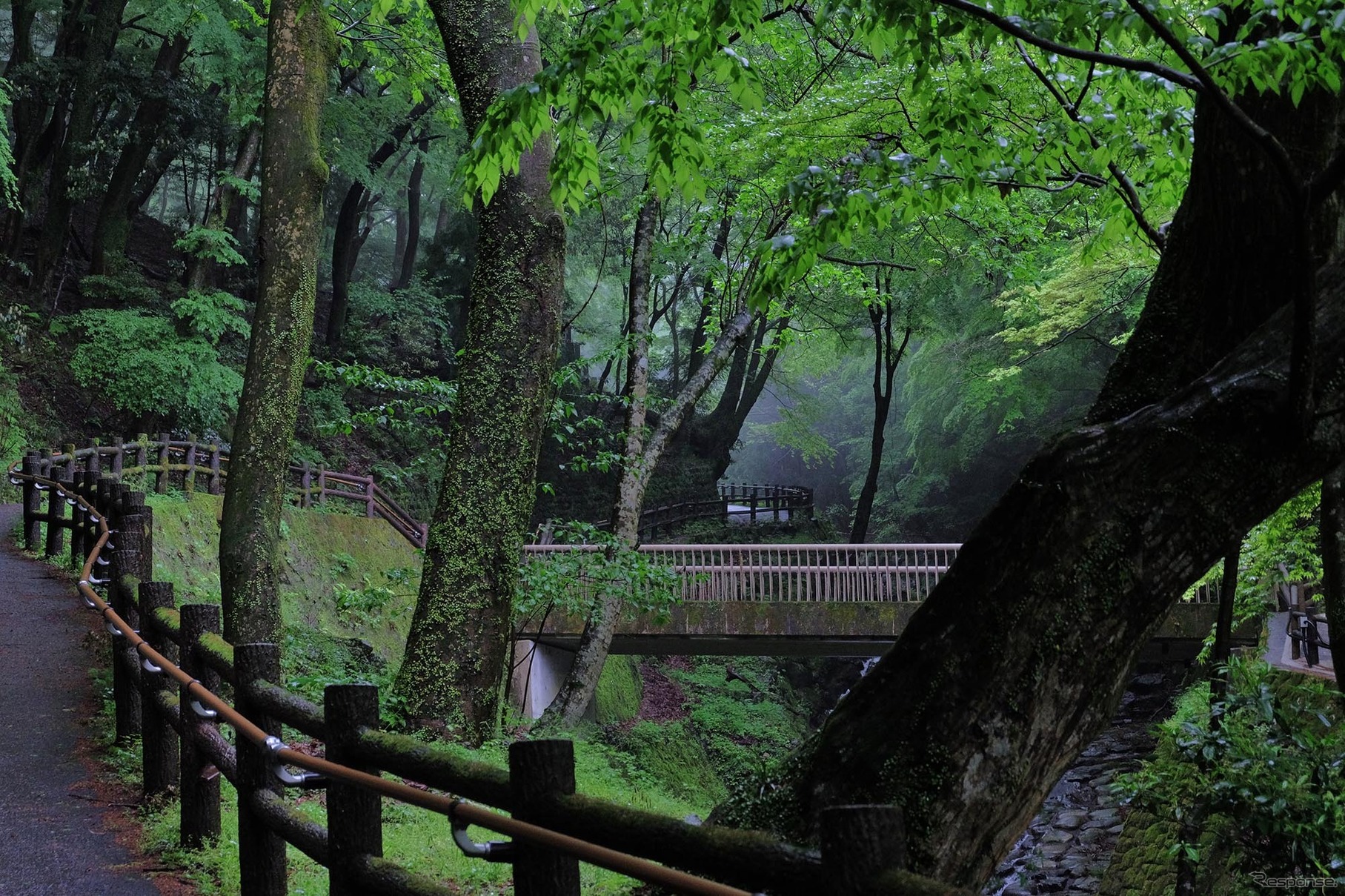 養老の滝までの遊歩道は森林浴的気持ちよさだった。