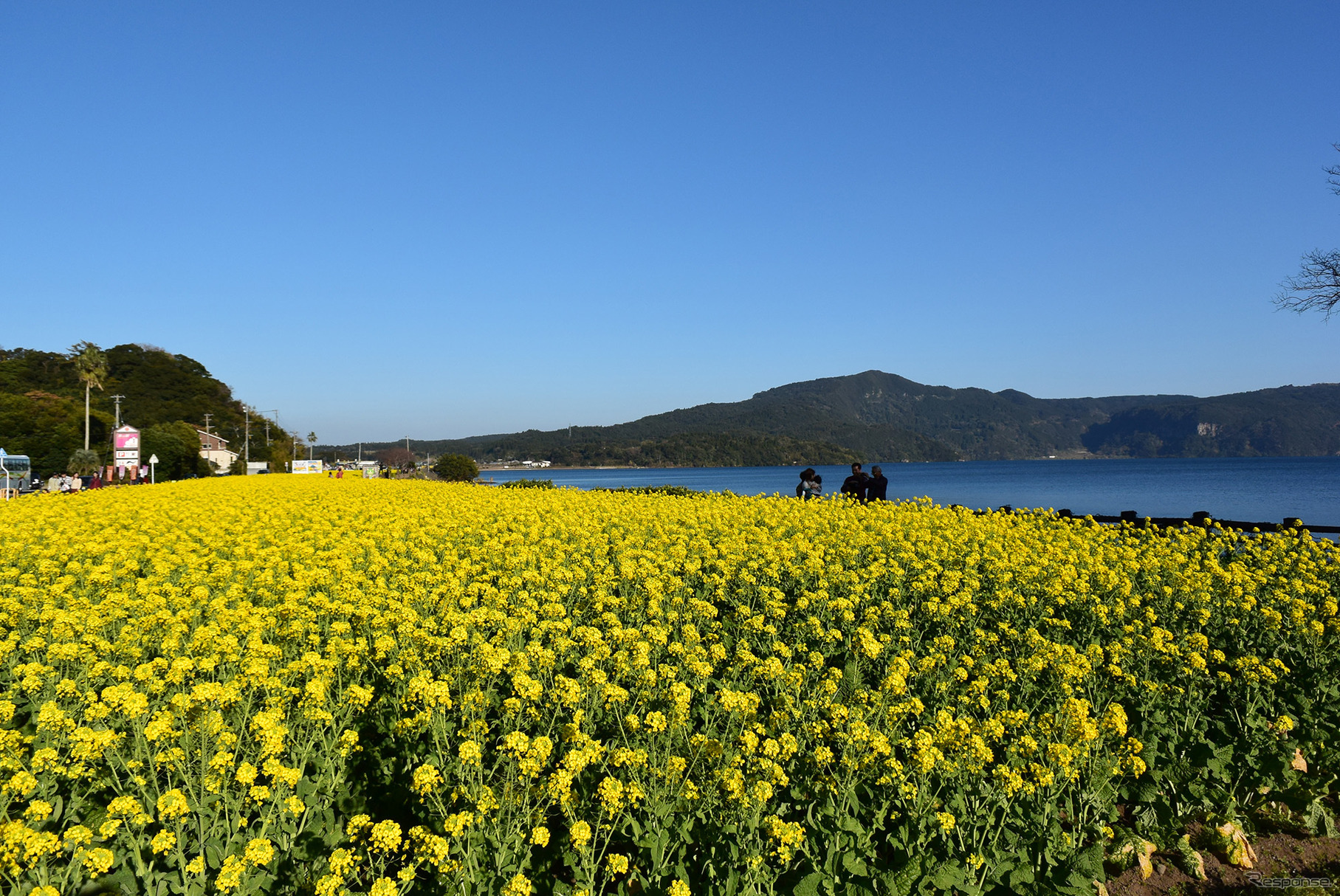 池田湖畔の菜の花畑。