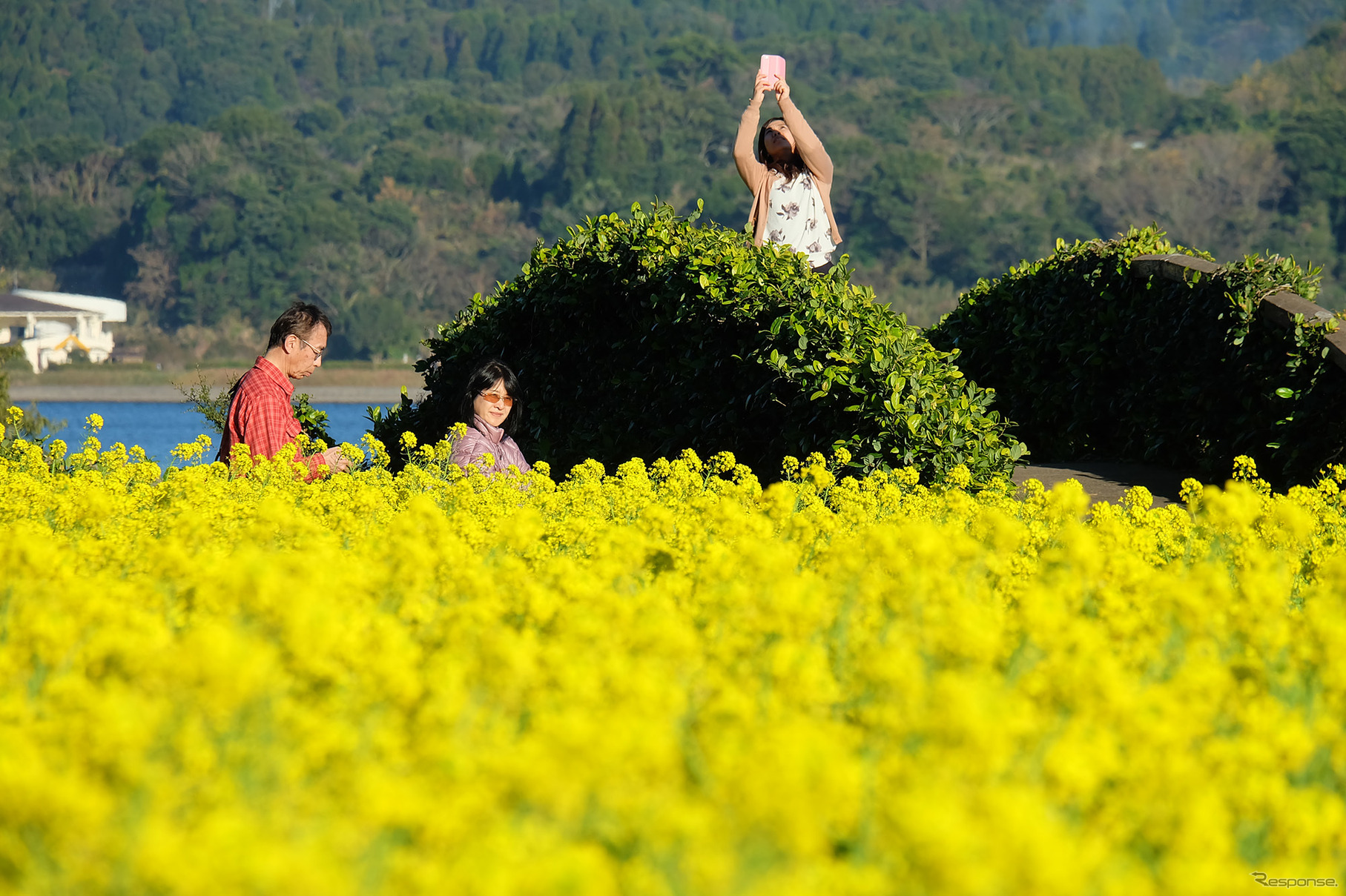 菜の花畑では観光客が思い思いに記念写真を撮っていた。