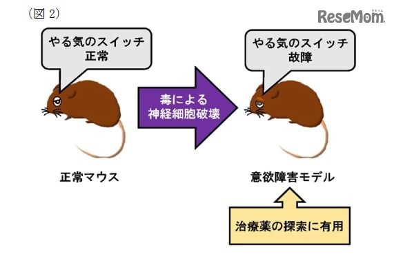 意欲障害のモデル動物を用いた治療薬の探索イメージ