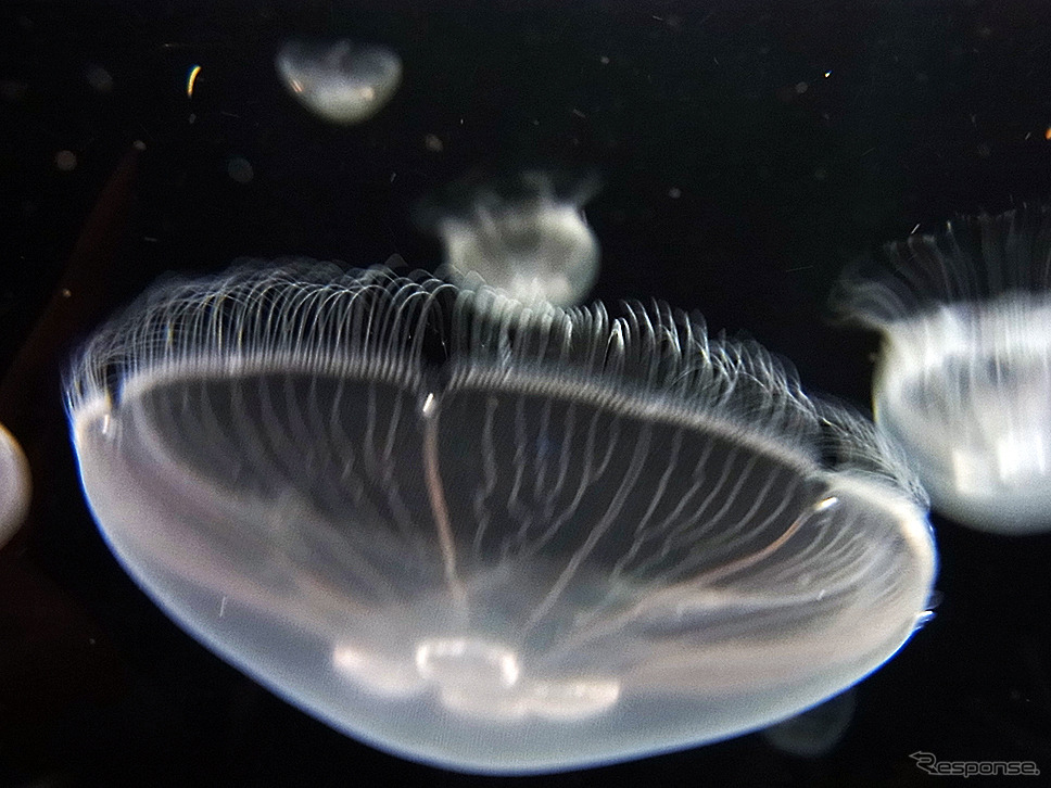 すみだ水族館「ふわきゅん、クラゲまつり」