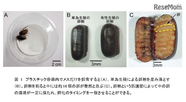 お互いが十分に接触できる小さめのプラスチック容器にゴキブリを入れて調査