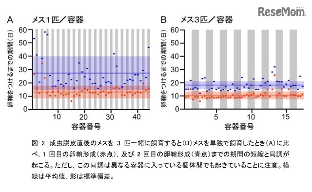 単為生殖の卵鞘形成までの期間