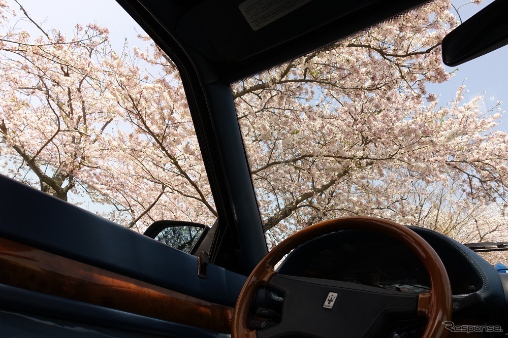 今年は桜が遅めで、見ごろのタイミングが合い、イベントに華を添えた（ビトルボフェスタ2017）。