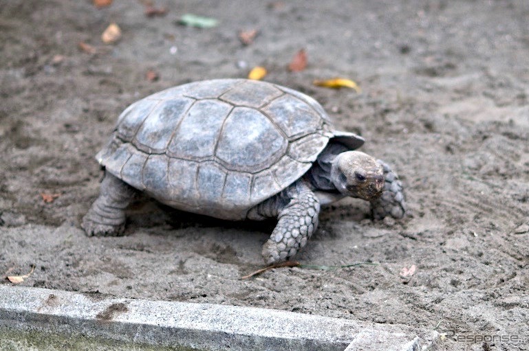 結果発表【24時間アンケート】最速の車、イメージ選手権…ばびゅん!!