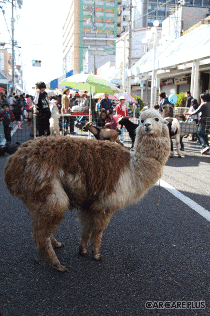 動物に触れる「ふれあい動物園」は子供に大人気！