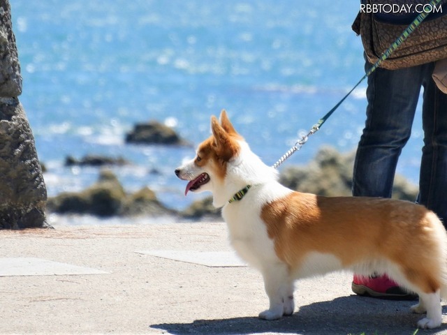 【ワンコとお出かけ Vol.17】レンタルキャンピングカーで行く湘南、三浦の旅（ドライブ前編）