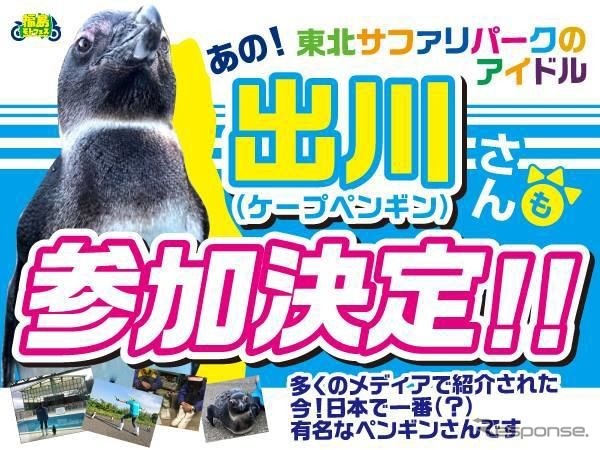 ケープペンギンの「出川さん」