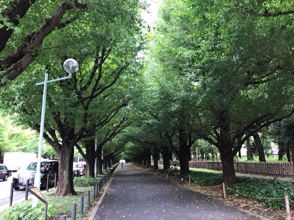 神宮外苑前の銀杏並木