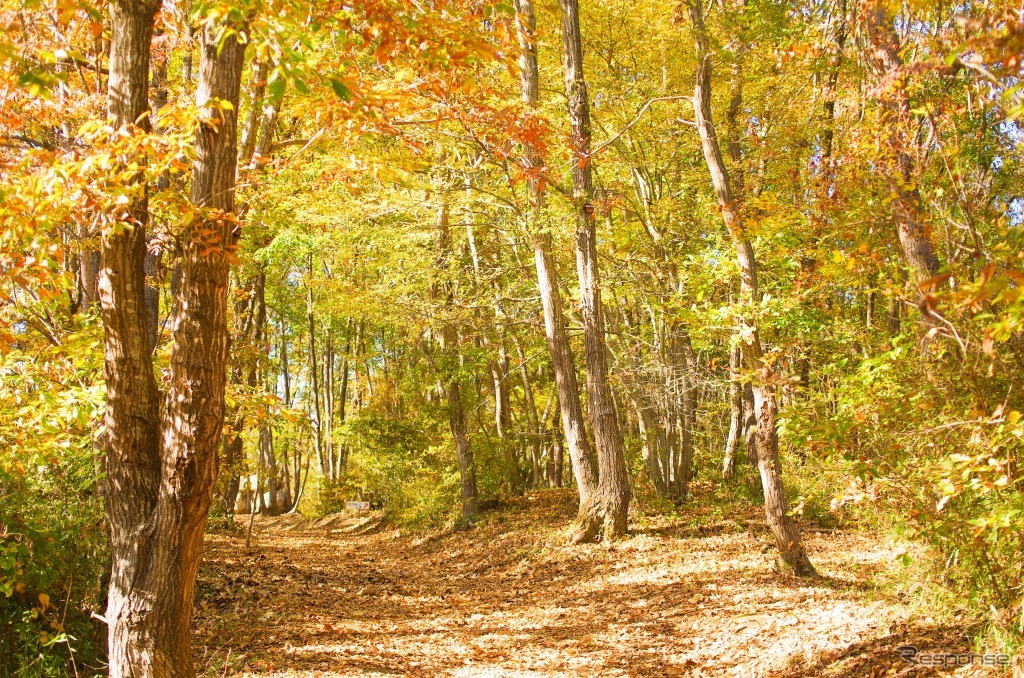 ハローウッズ 秋の森