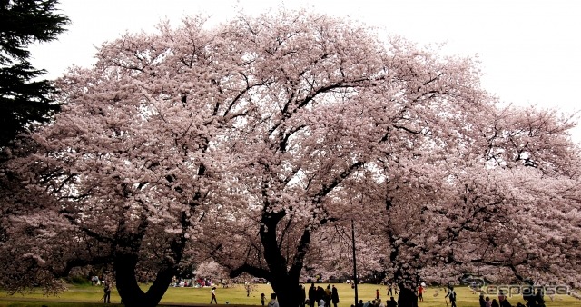 砧公園（東京都）　(AC)