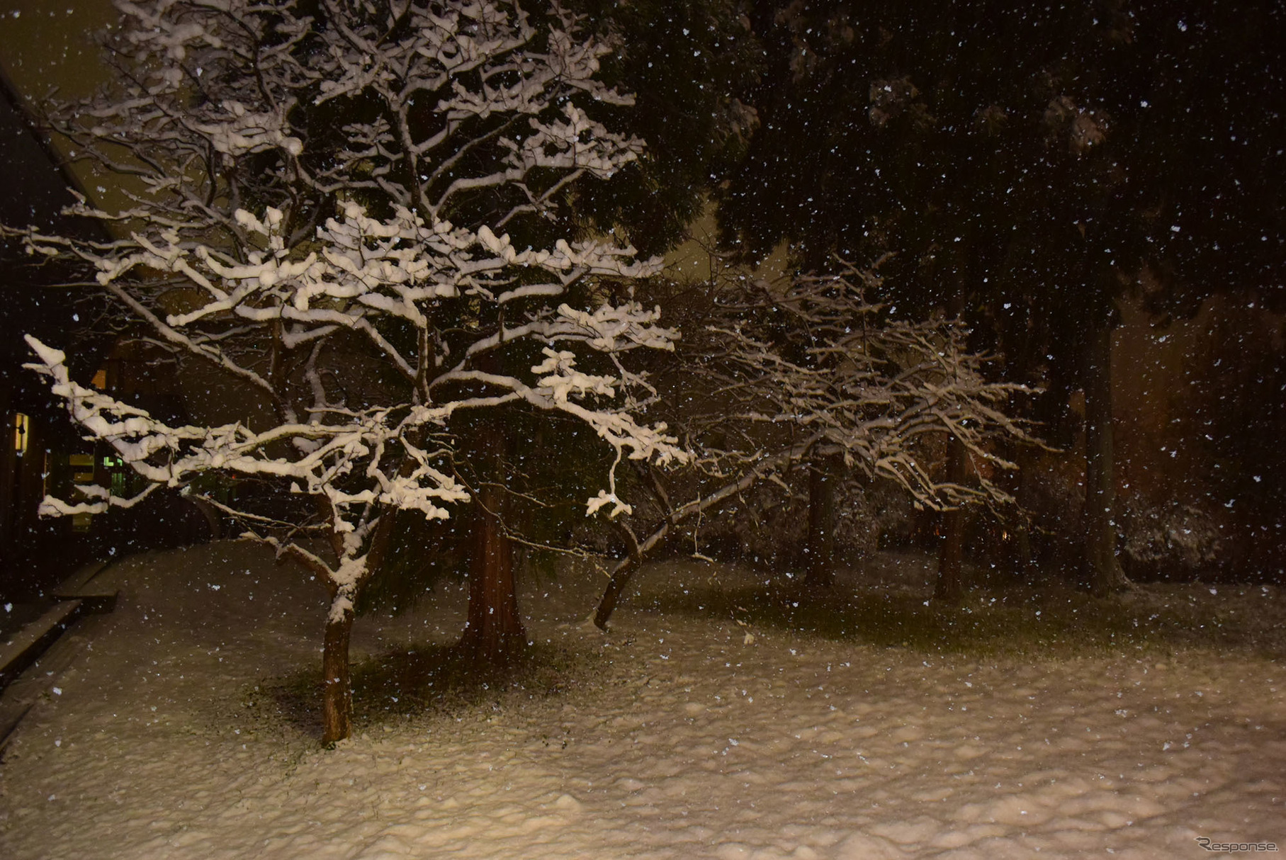 夕刻までバカっ晴れだったのに、夜9時台にふと外を見ると雪が積もっていた。新潟側ほどではないが、11月下旬でこの状態とは、三国山脈近くの雪降りパワーはなかなかのものだ。