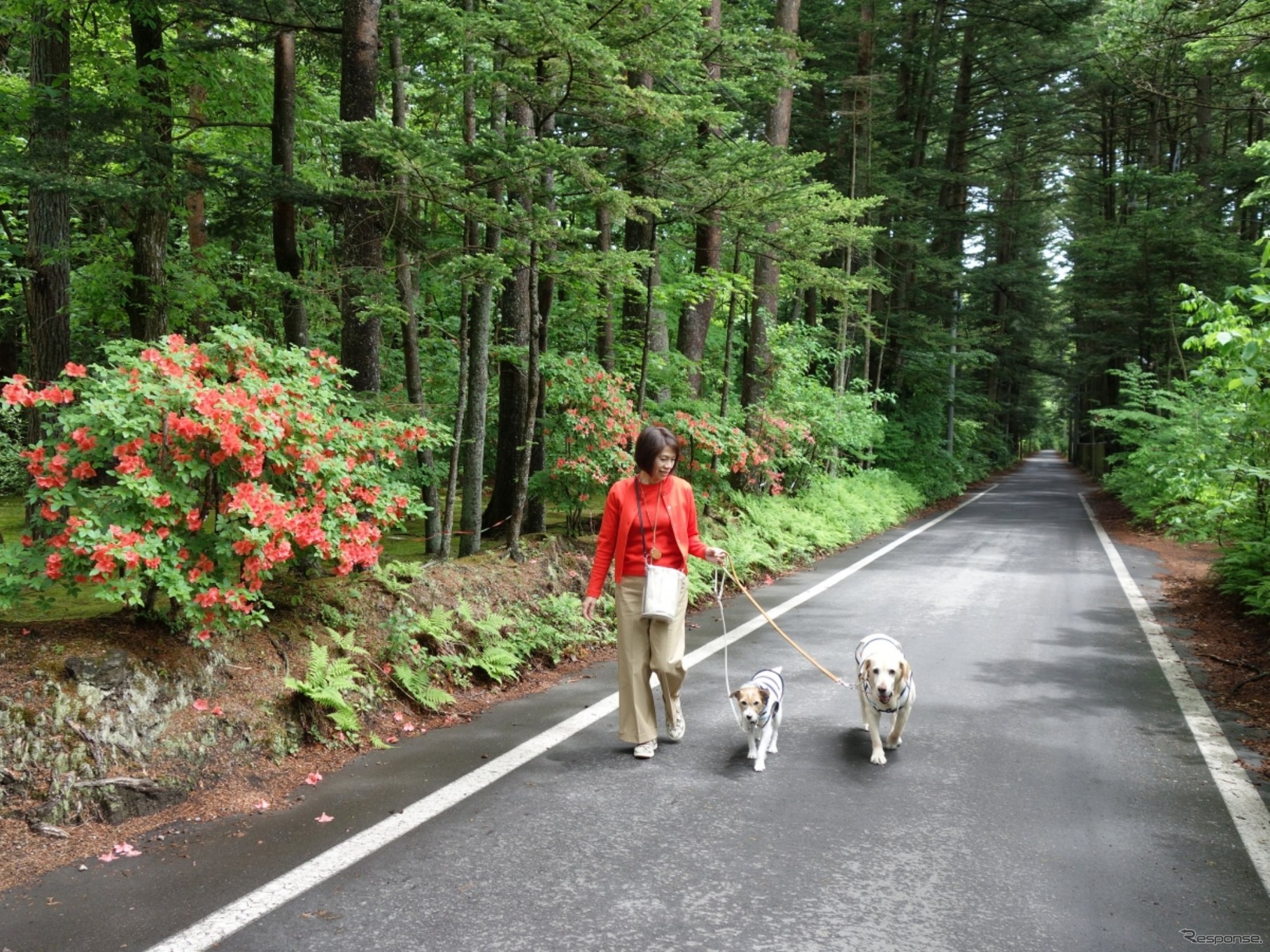 温泉と食事が魅力の愛犬同伴型温泉宿6選