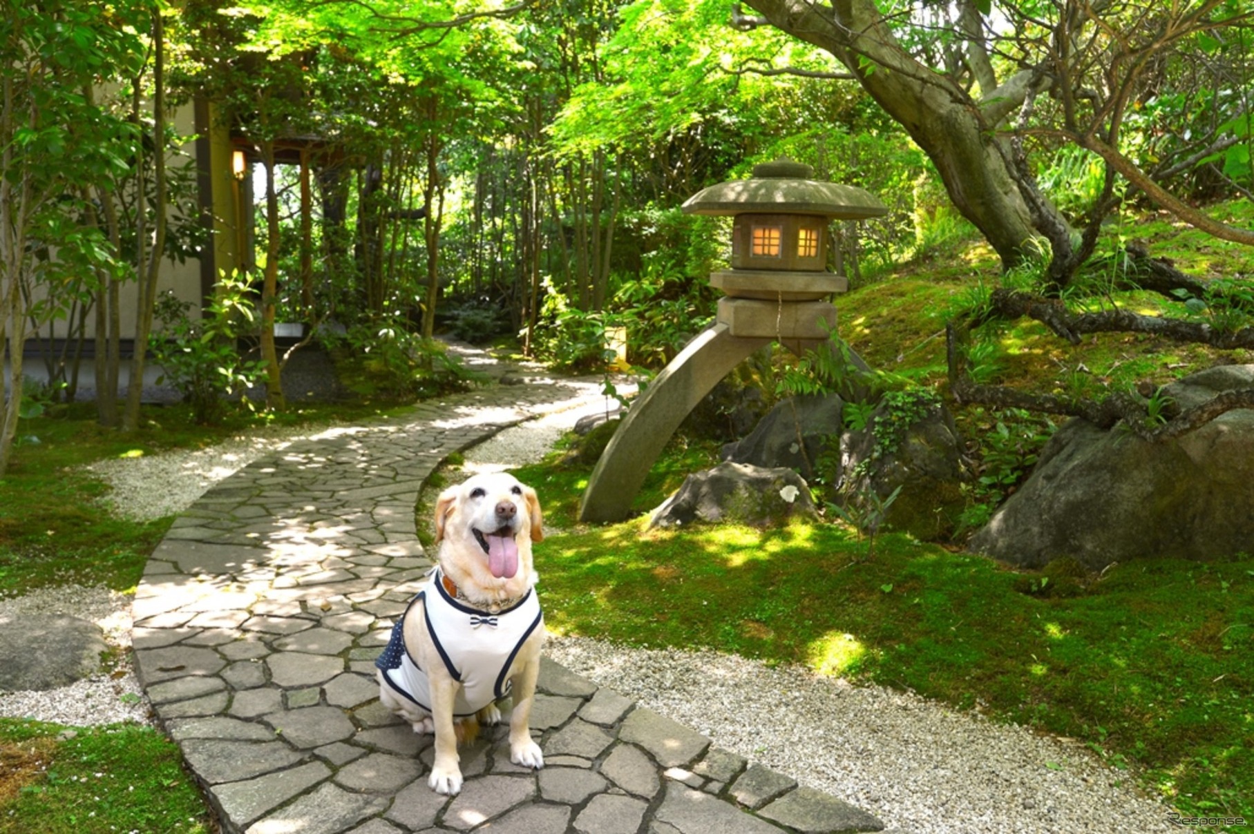 温泉と食事が魅力の愛犬同伴型温泉宿6選