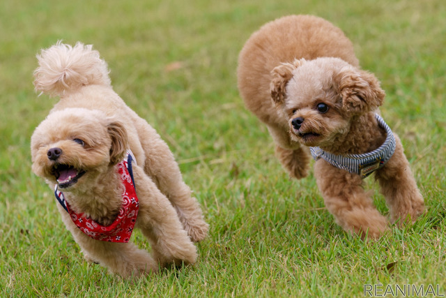 小型犬と暮らすといくらぐらいかかるの？