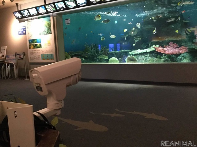 しながわ水族館にライブカメラを設置