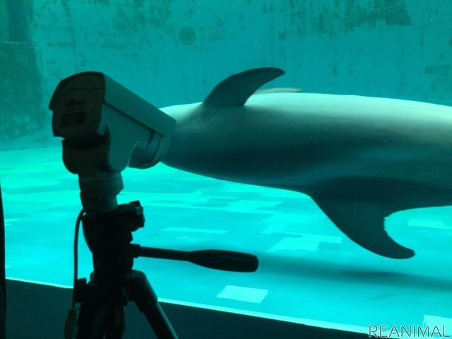 しながわ水族館にライブカメラを設置