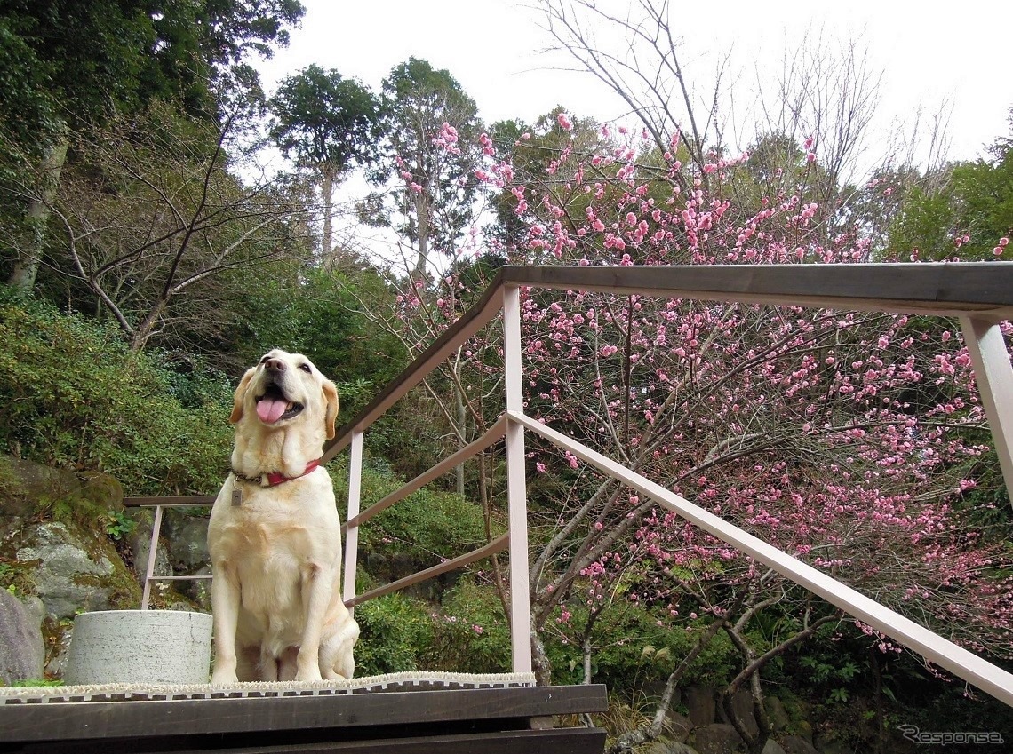 ドライブ時、正しい愛犬の乗せ方