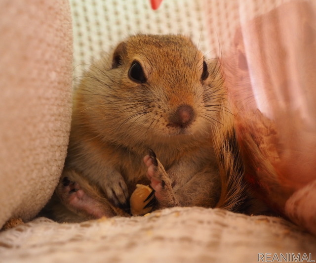 ケージのそとでリラックスすることも