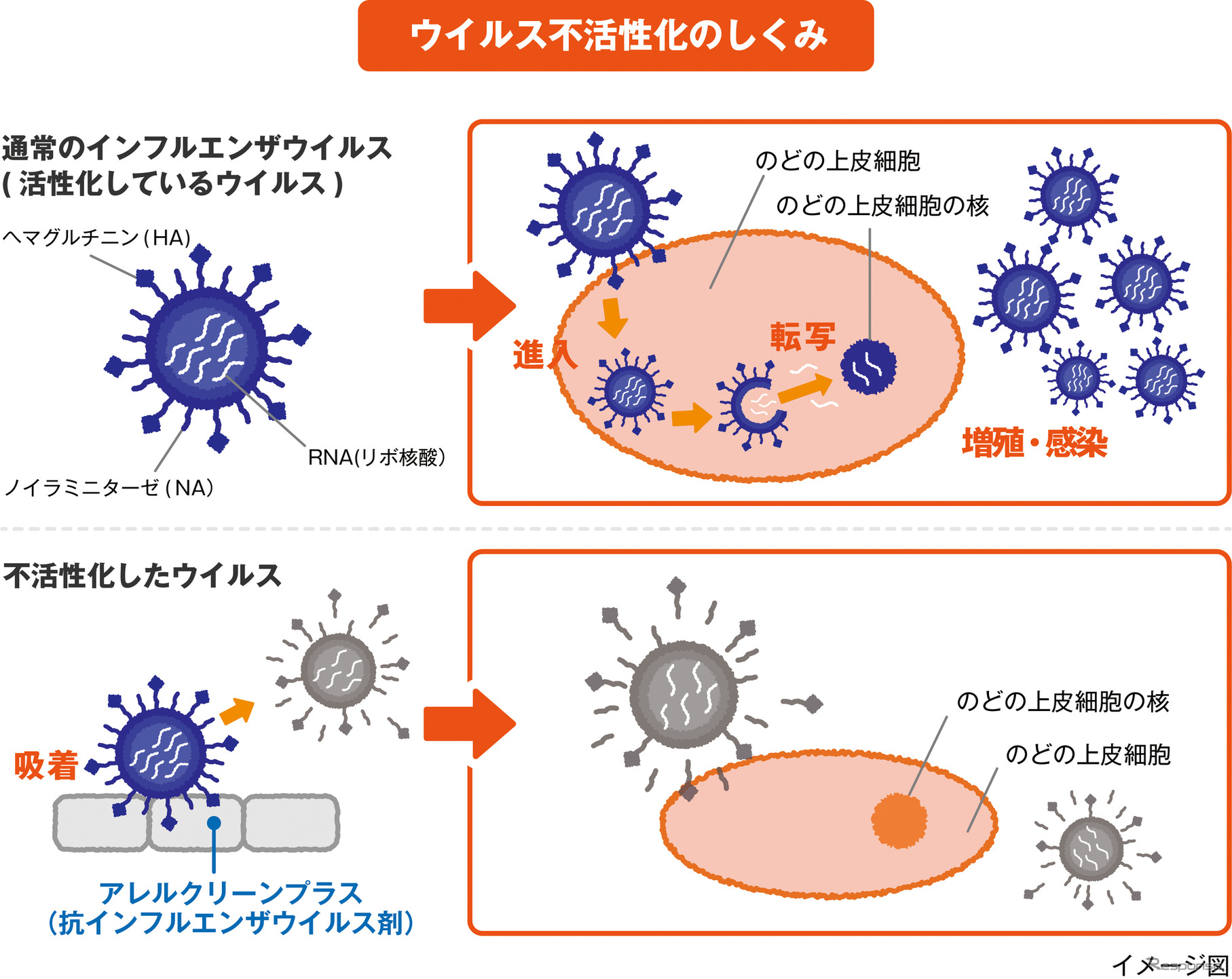 ウイルス不活性化の仕組み。