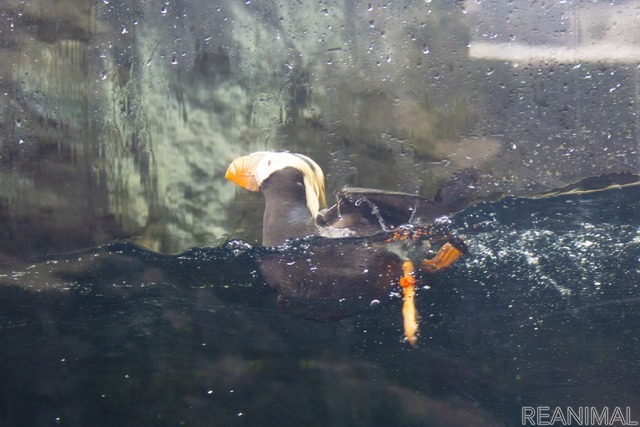 エトピリカ（「北の海の海獣・海鳥」）