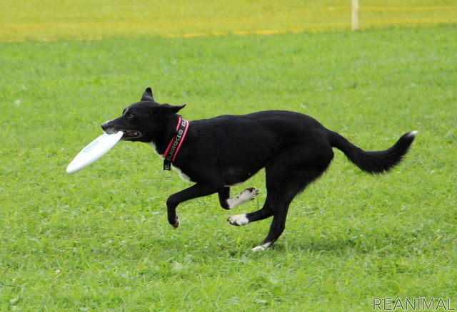 フリスビードッグ 殿堂犬フェスタ IN 栃木宇都宮