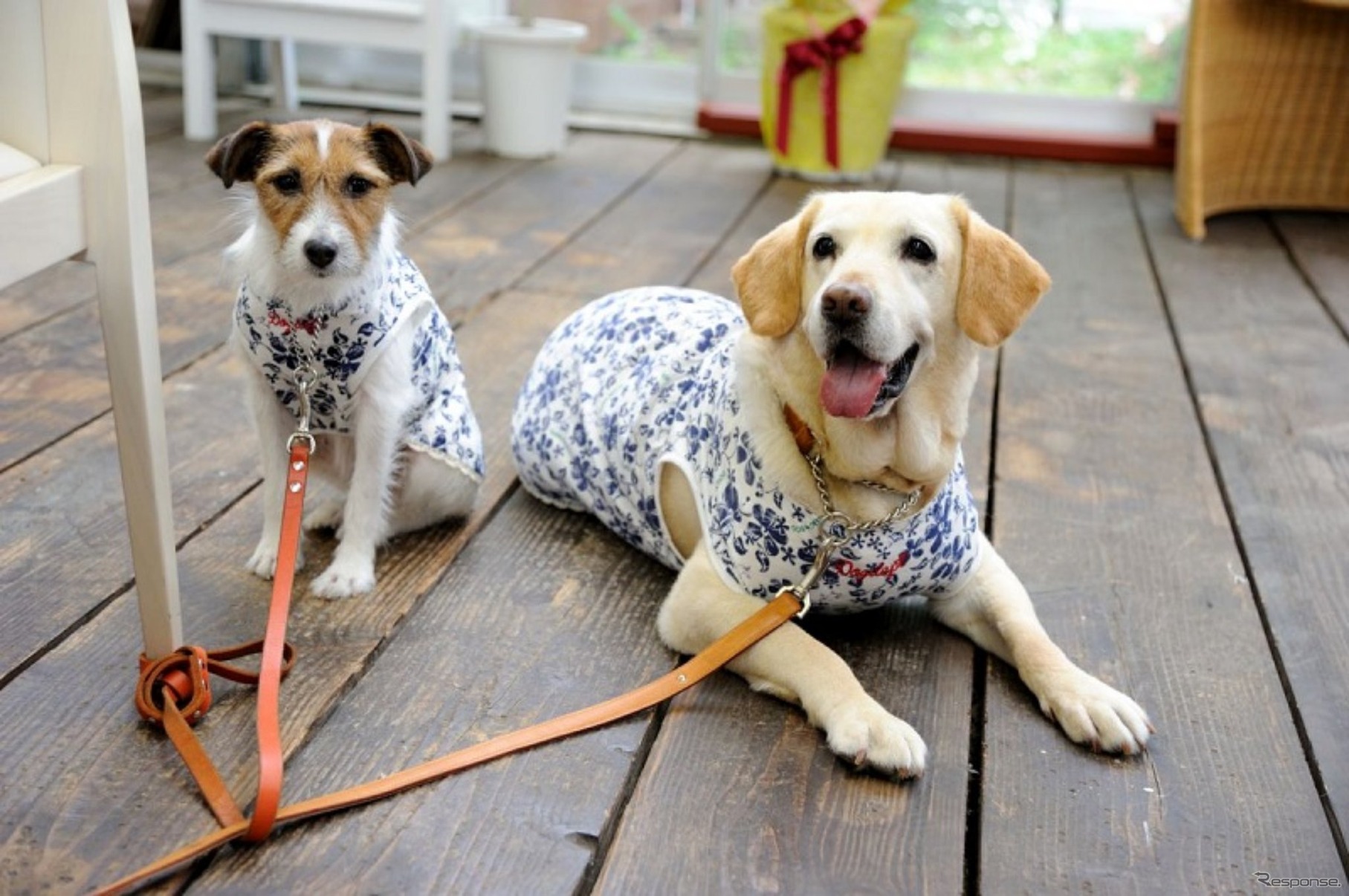 愛犬に優しいクルマの機能＆装備