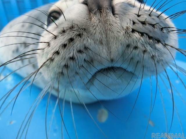 伊勢シーパラダイス、ゴマフアザラシの赤ちゃんの名前募集を開始