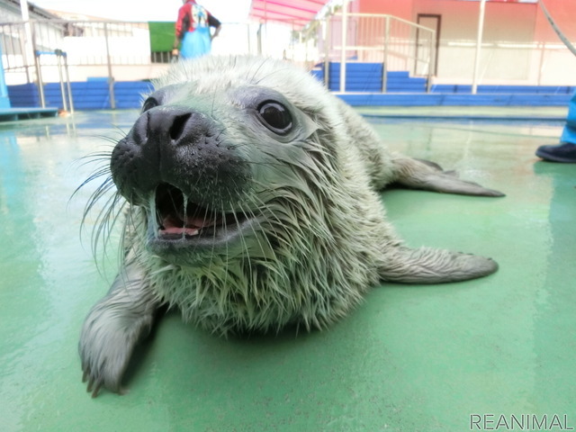 伊勢シーパラダイス、ゴマフアザラシの赤ちゃんの名前募集を開始