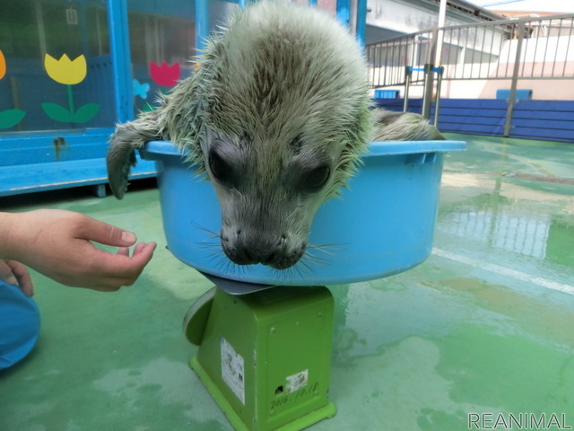 伊勢シーパラダイス、ゴマフアザラシの赤ちゃんの名前募集を開始