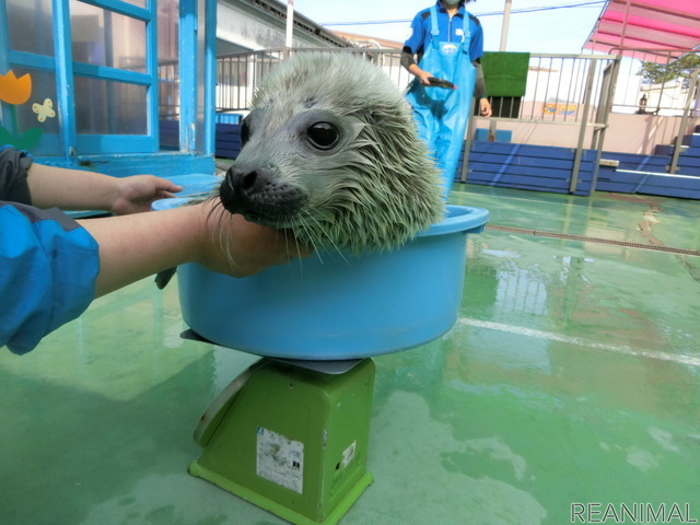 伊勢シーパラダイス、ゴマフアザラシの赤ちゃんの名前募集を開始