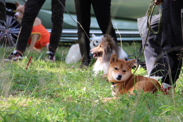 「はじめての犬キャン」