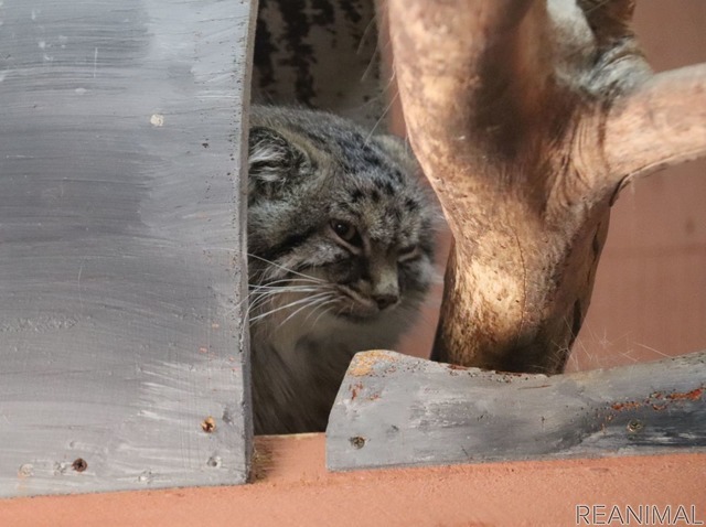 埼玉県こども動物自然公園のマヌルネコ