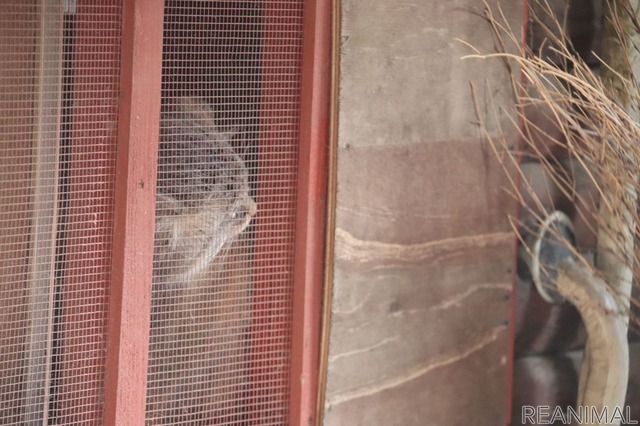 埼玉県こども動物自然公園のマヌルネコ