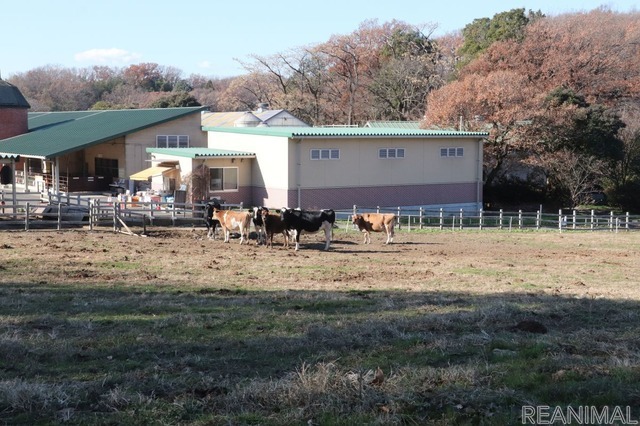 丑年なので牛に会いに行ってきた（雪印こどもの国牧場）