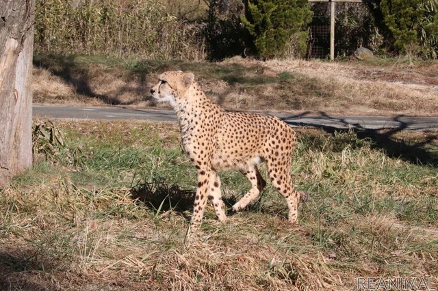 富士サファリパークのチーター