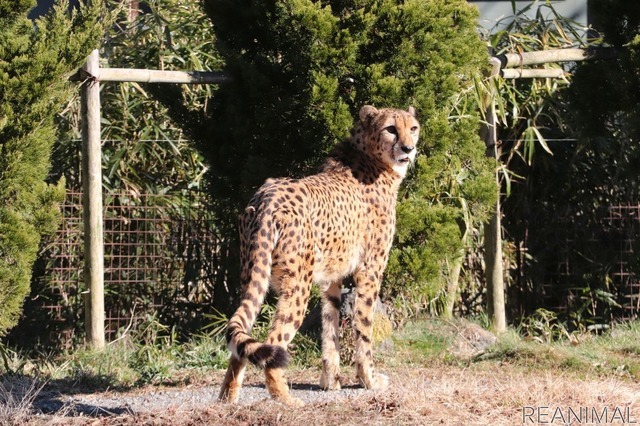 富士サファリパークのチーター