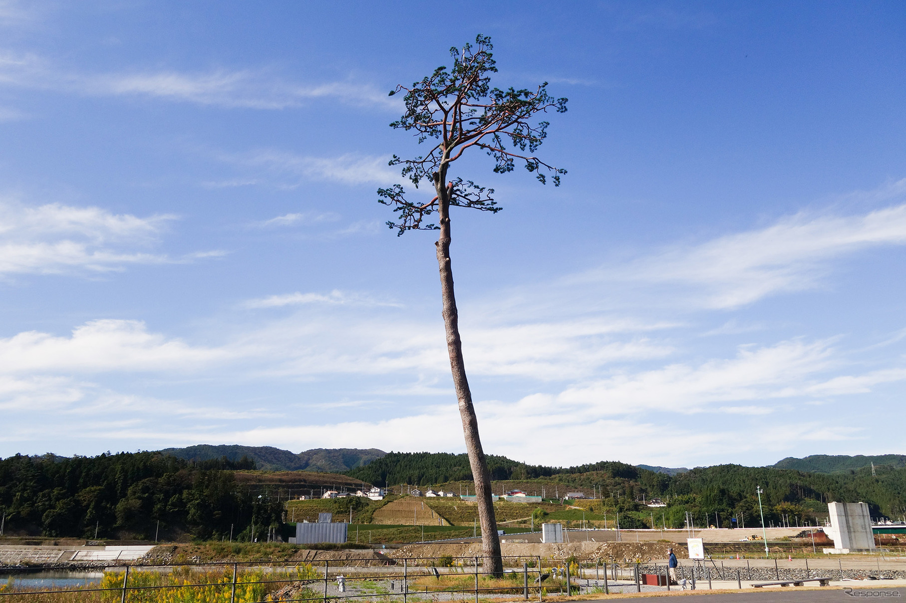 福島県南相馬市と並んで知られる“奇跡の一本松”。枯死したため伐採し、防腐処理を施したうえで元の場所に戻された。