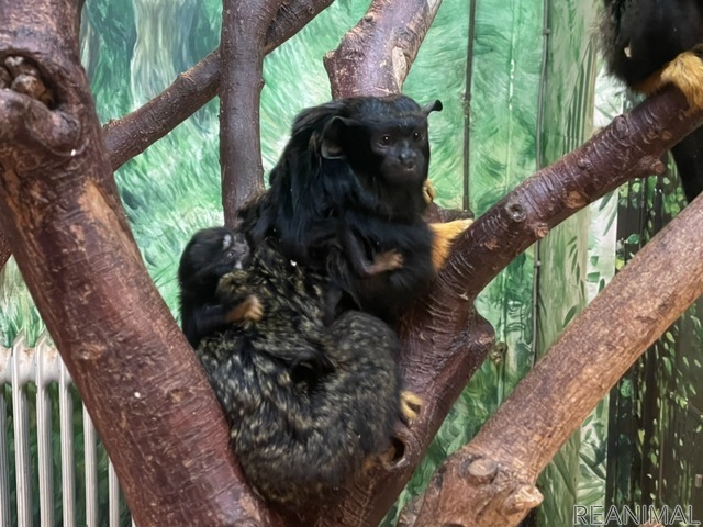 伊豆シャボテン動物公園にベビーラッシュ到来