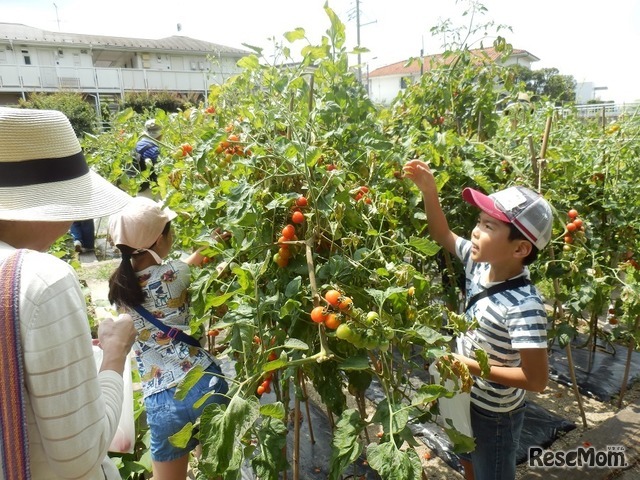 夏野菜の収穫体験（体験イメージ）