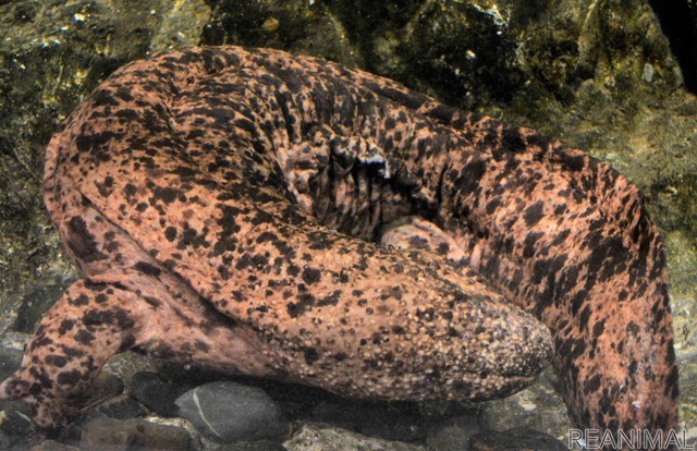 京都水族館のオオサンショウウオ