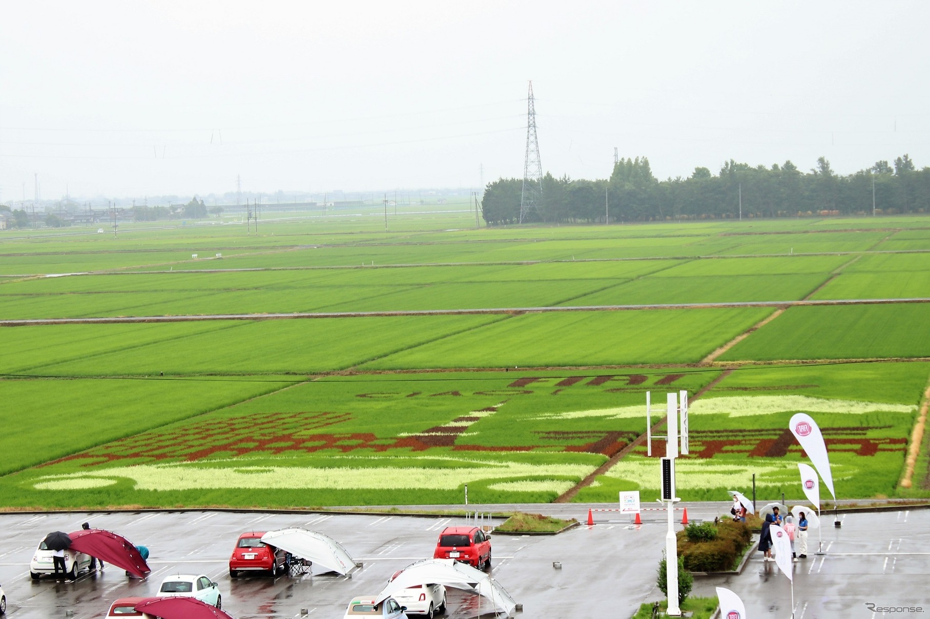 田んぼアート